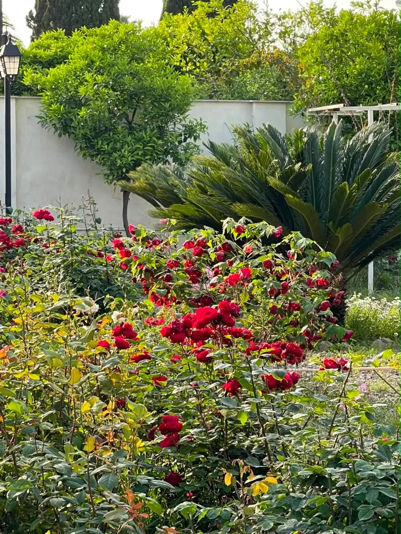 ویلایی خاص در چهارصد دستگاه،یاسمن