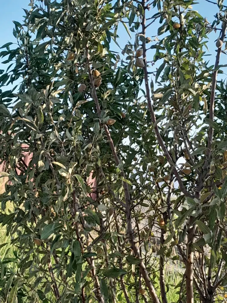 باغچه
