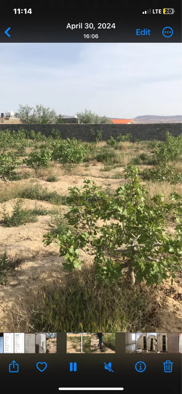 فروش باغ پسته