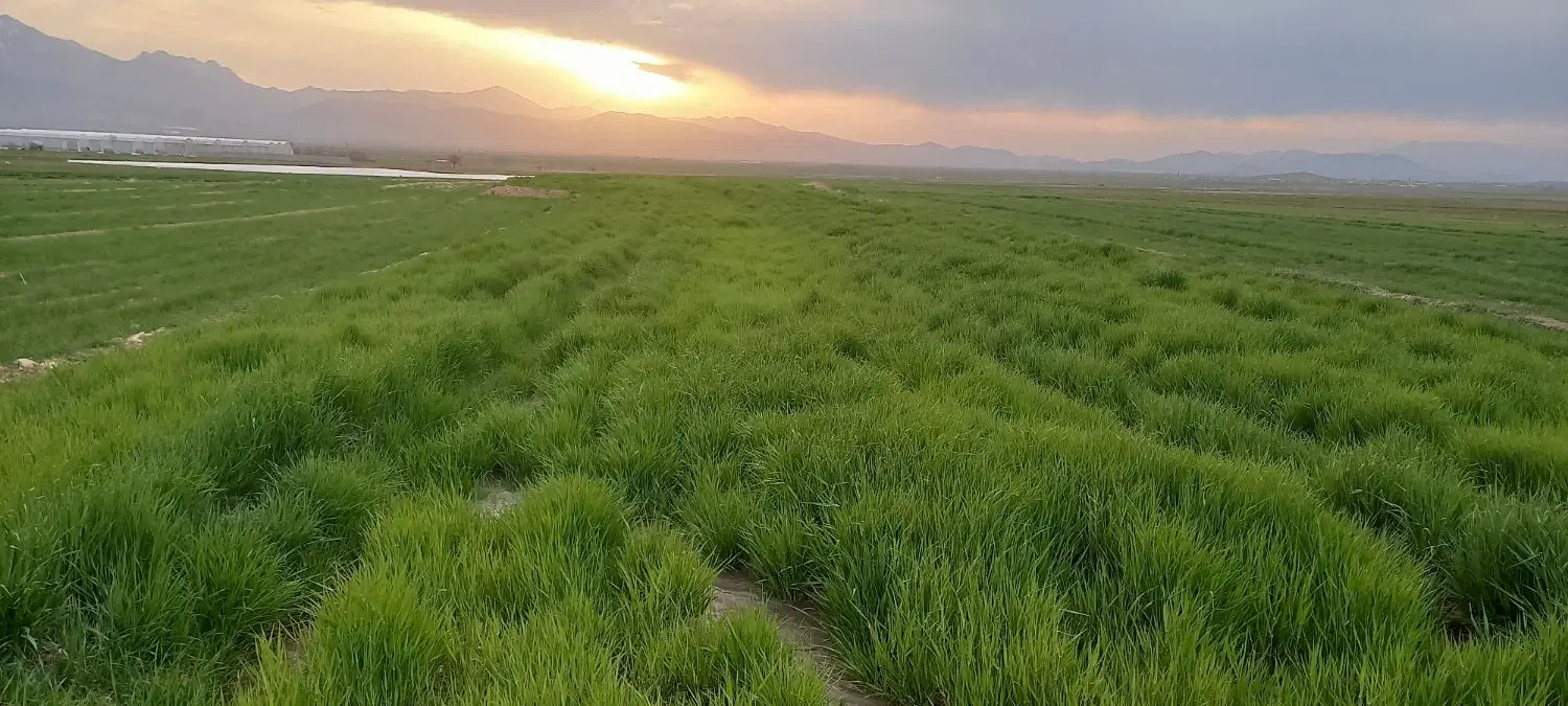 فروش زمین مسکونی