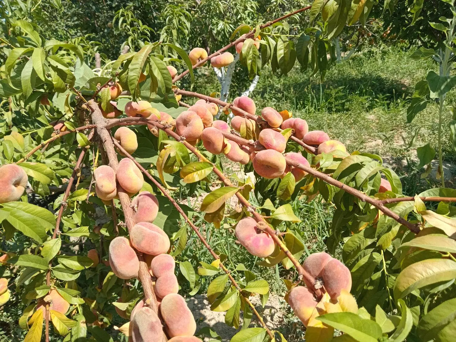 ویلا باغ ۱۲۰۰متر ۲ساعت آب ملکیتی شبستر