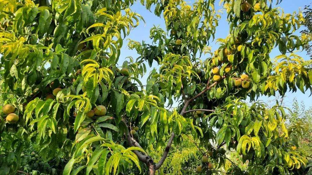 فروش زمین باغی نزدیک بهارستان