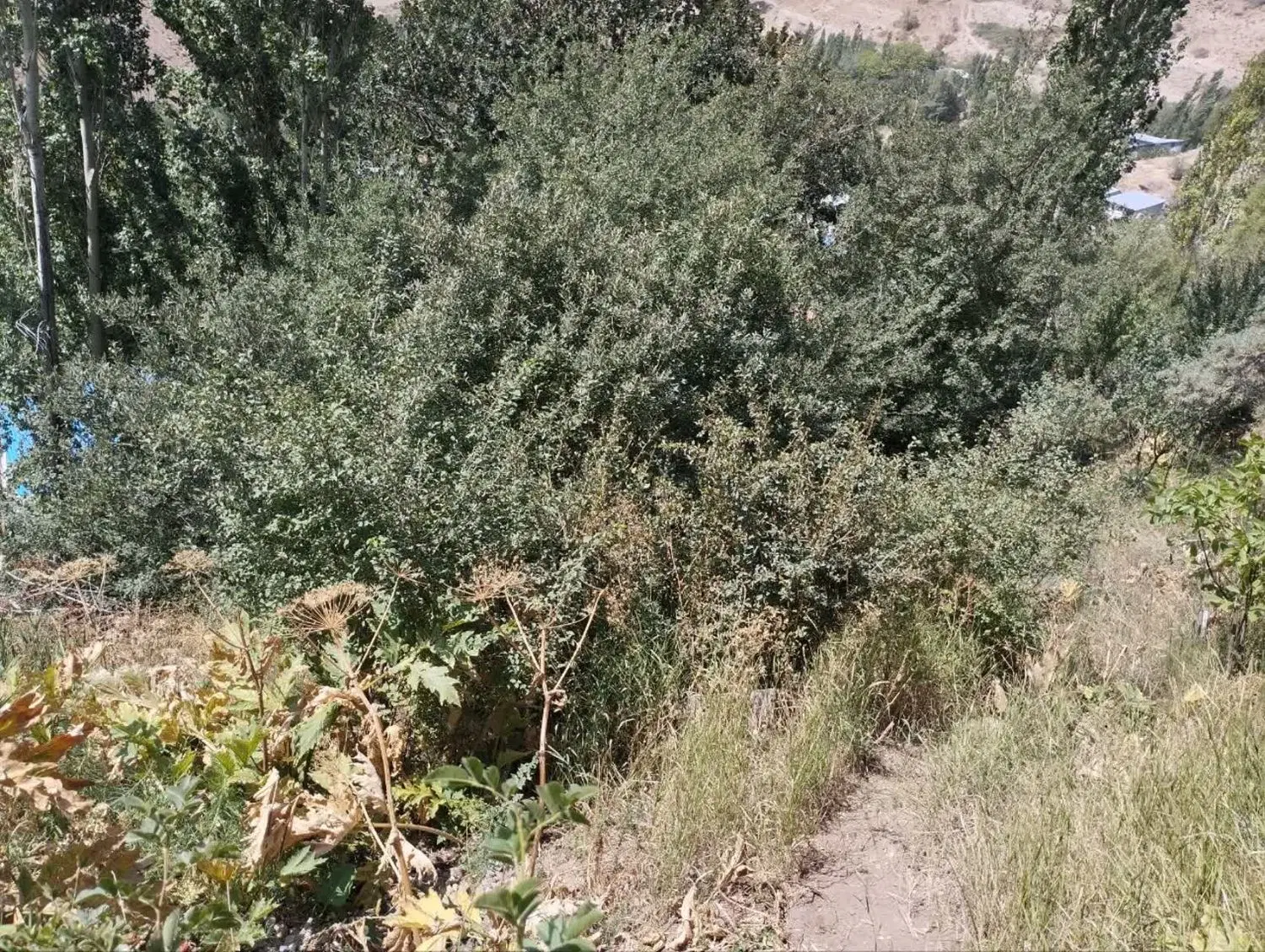 فروش باغ