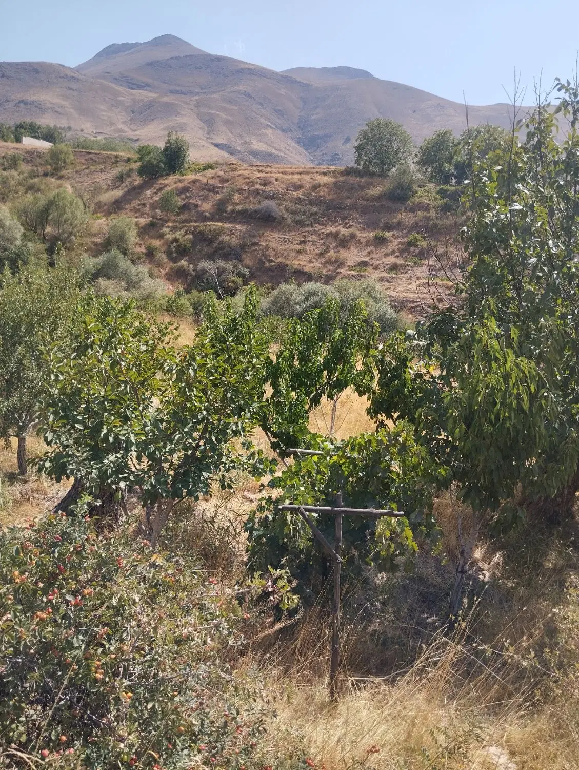 فروش باغ در طالقان روستای آقچری