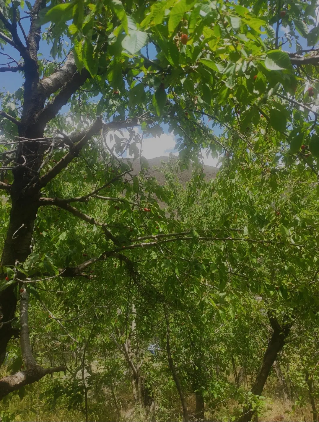 باغ میوه فروشی در زشک
