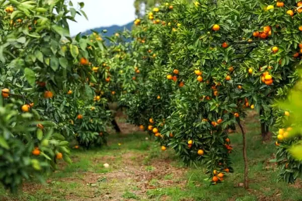 باغ مرکبات ۱۲ ساله، ۴۳۰۰ متر، جریه سید راضی