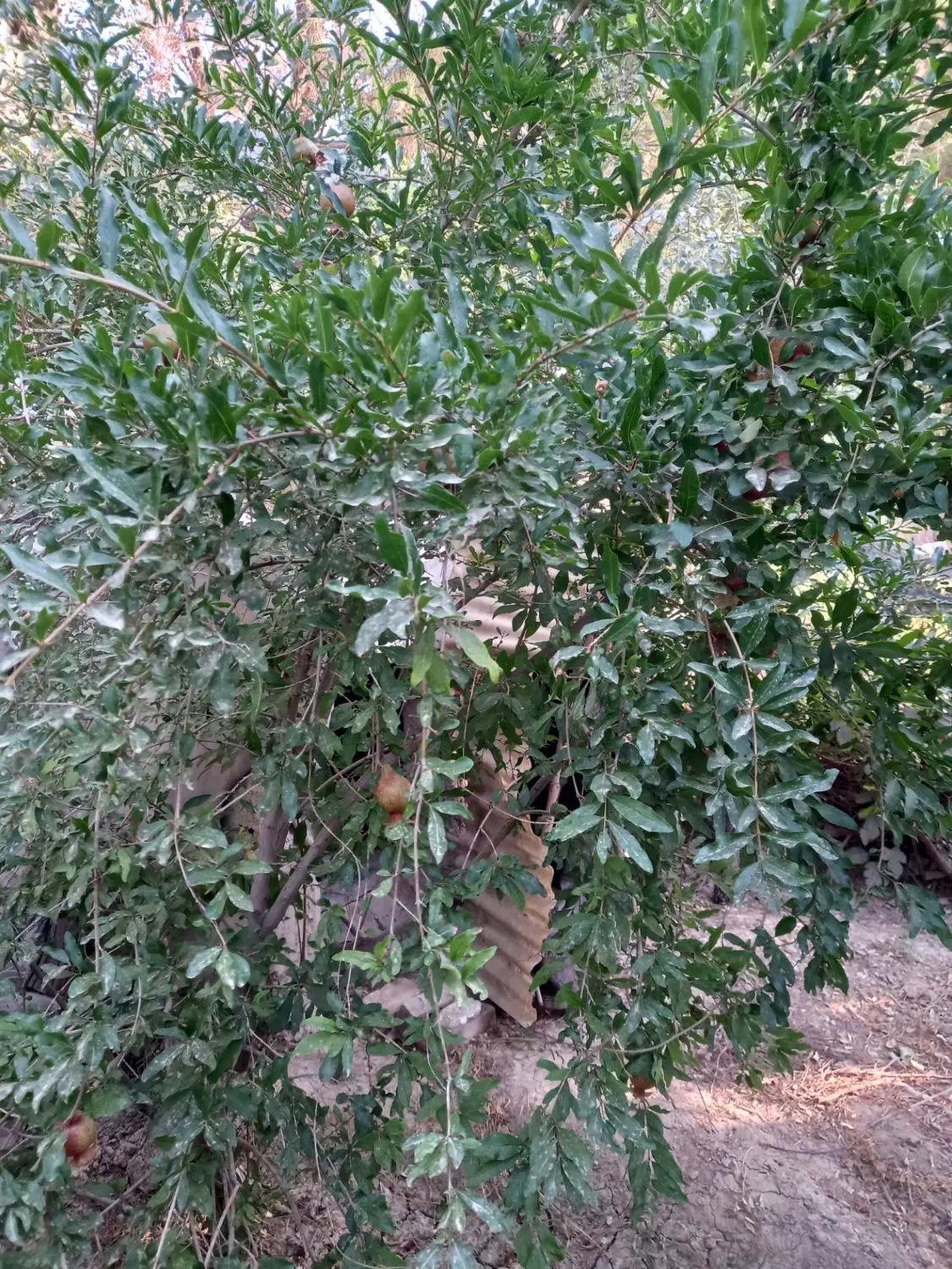 باغ ، باغچه