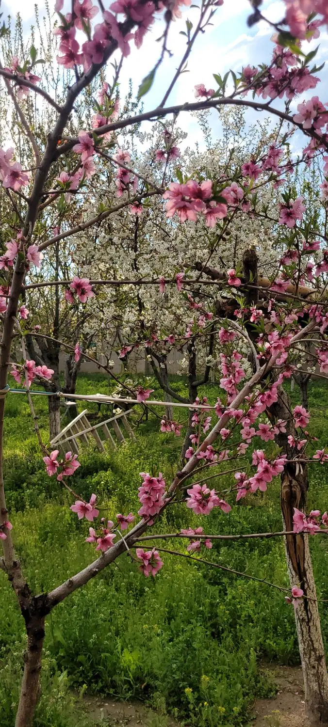 باغ ویلای در روستای چوان بالاتر از یاغچیان
