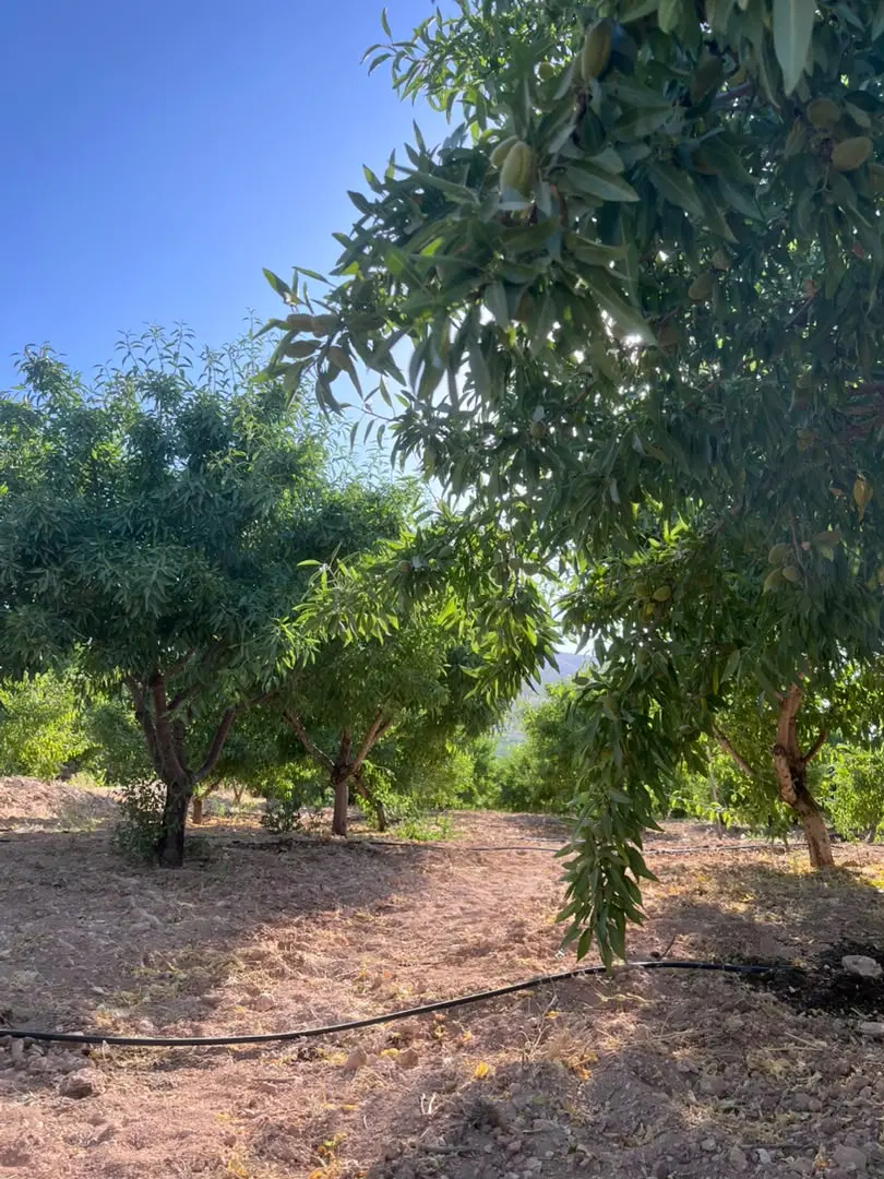 باغ بادام