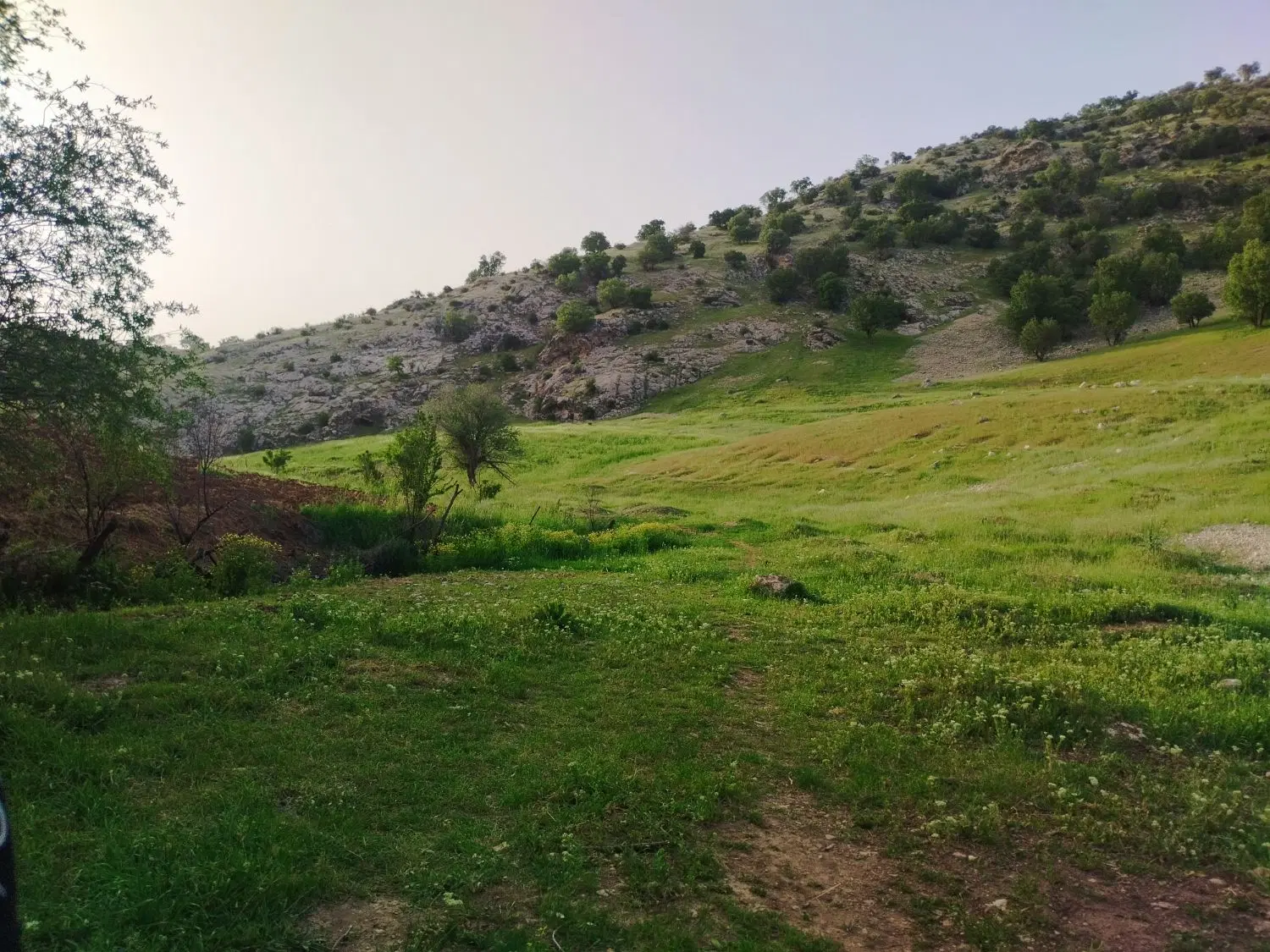 زمین نرگاه