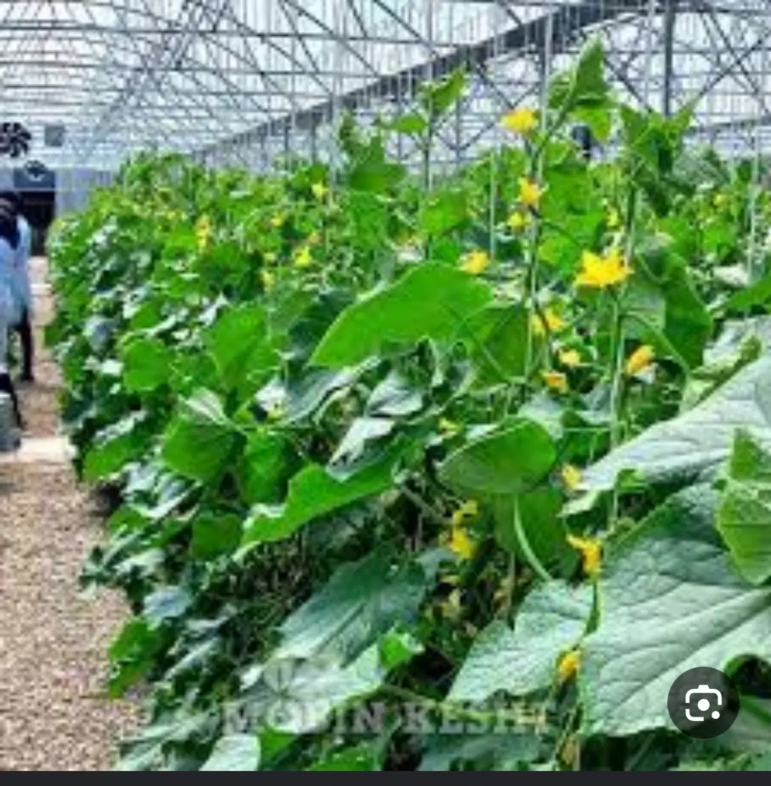 اجاره 7500متر گلخانه دوسالن