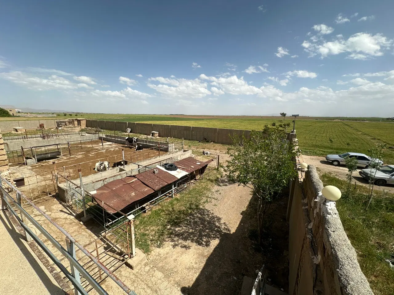 گاوداری و زمین کشاورزی