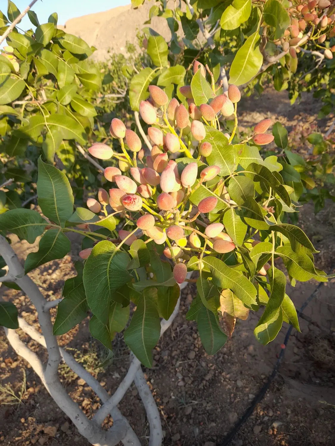 باغ پسته