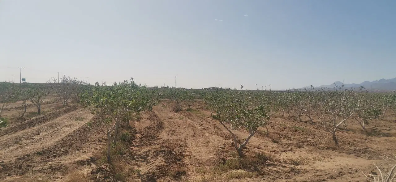 باغ پسته  موقعیت عالی