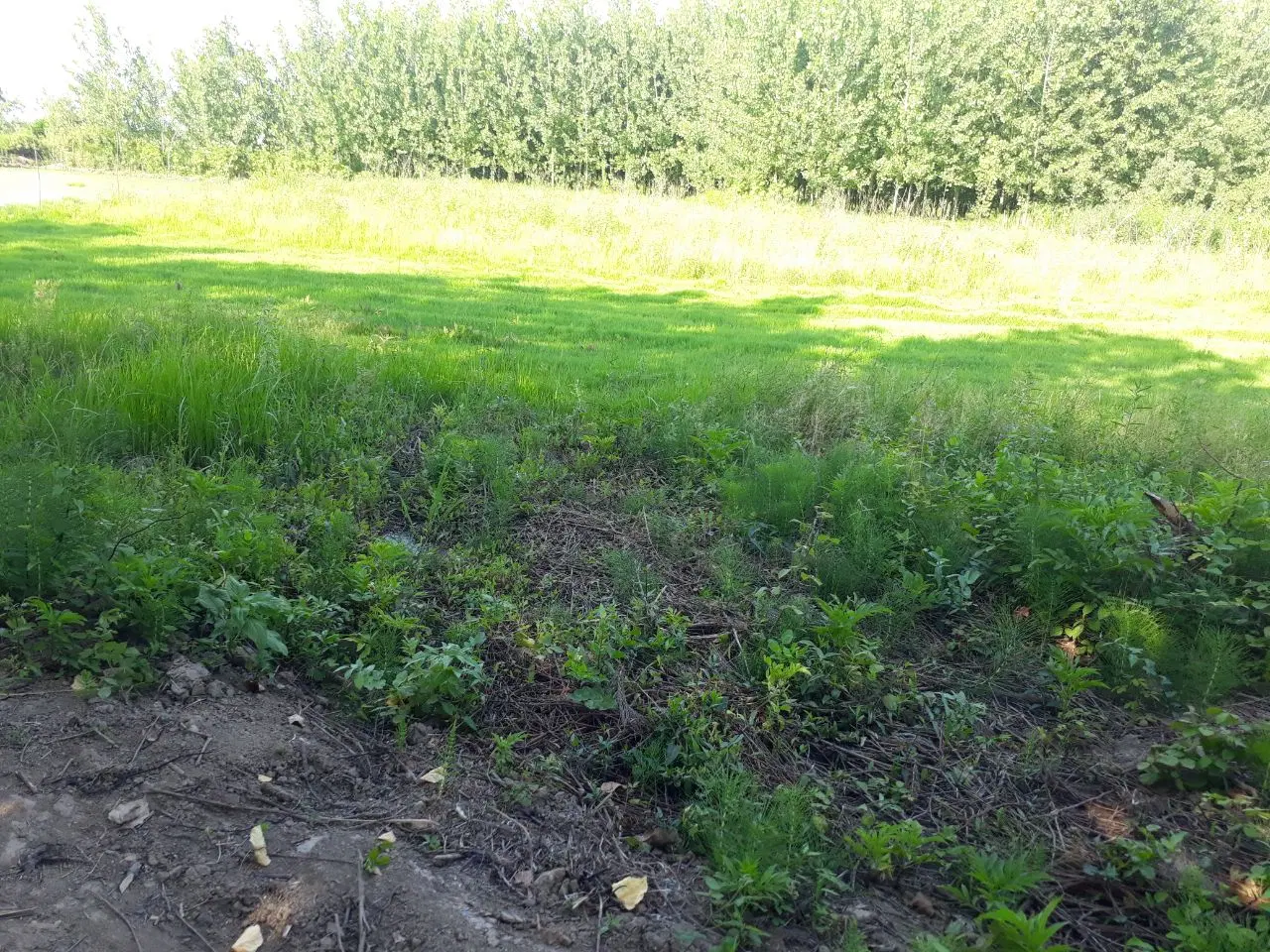 زمین(بیجار)نزدیک لشت نشاء و بندر زیبا کنار