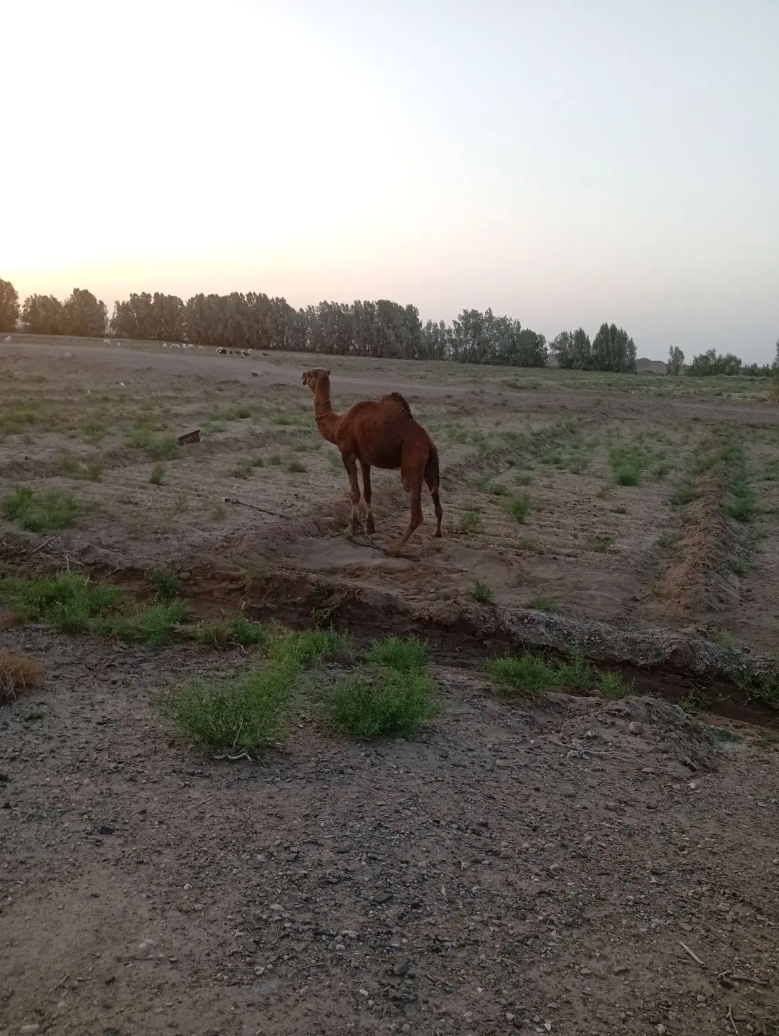 ۱۶۰ متر زمین خیابان  پیر بخش  واگذاری شهرداری