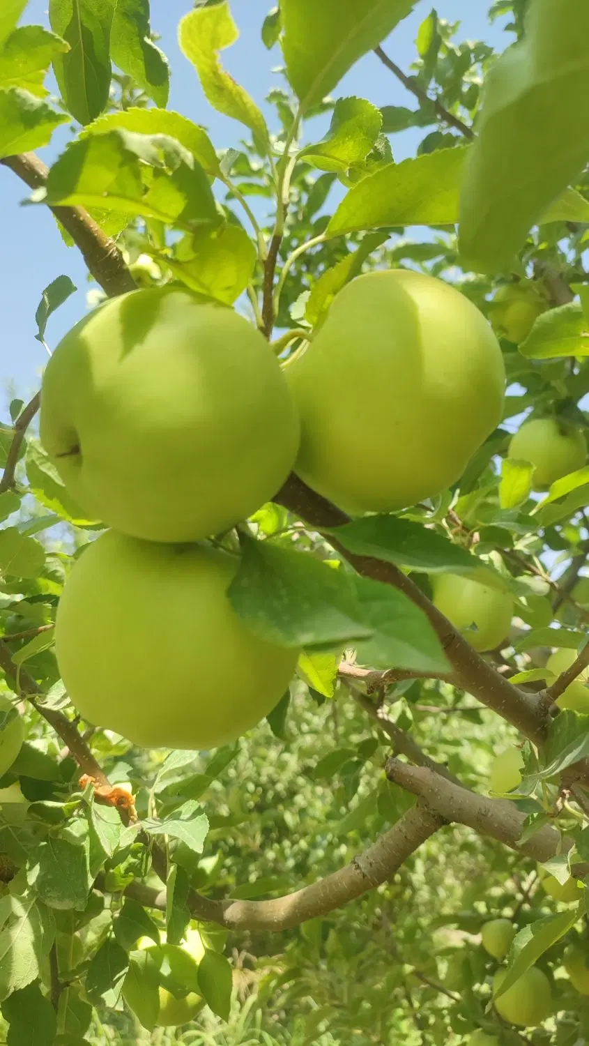 باغ سیب