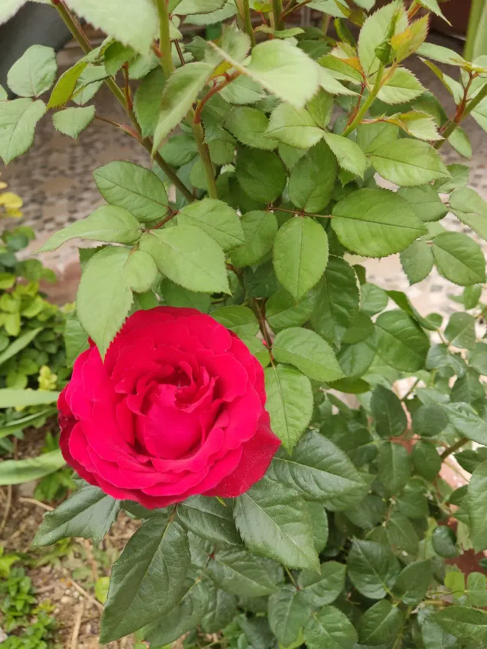 باغچه 90 متری دارای آب و برق