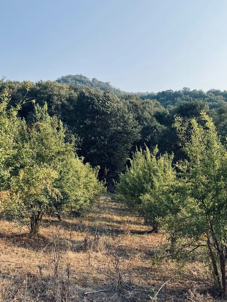 زمین مسکونی مزرعه کتول