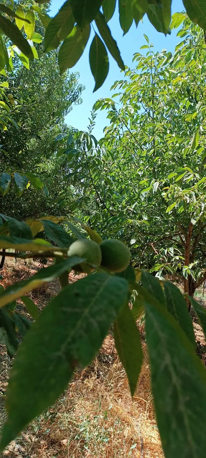 باغ هزار متری جاده سرابله