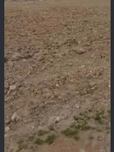 زمین مزروعی ۵۰۰متر محدوده مزرعه دانشگاه امیرآباد