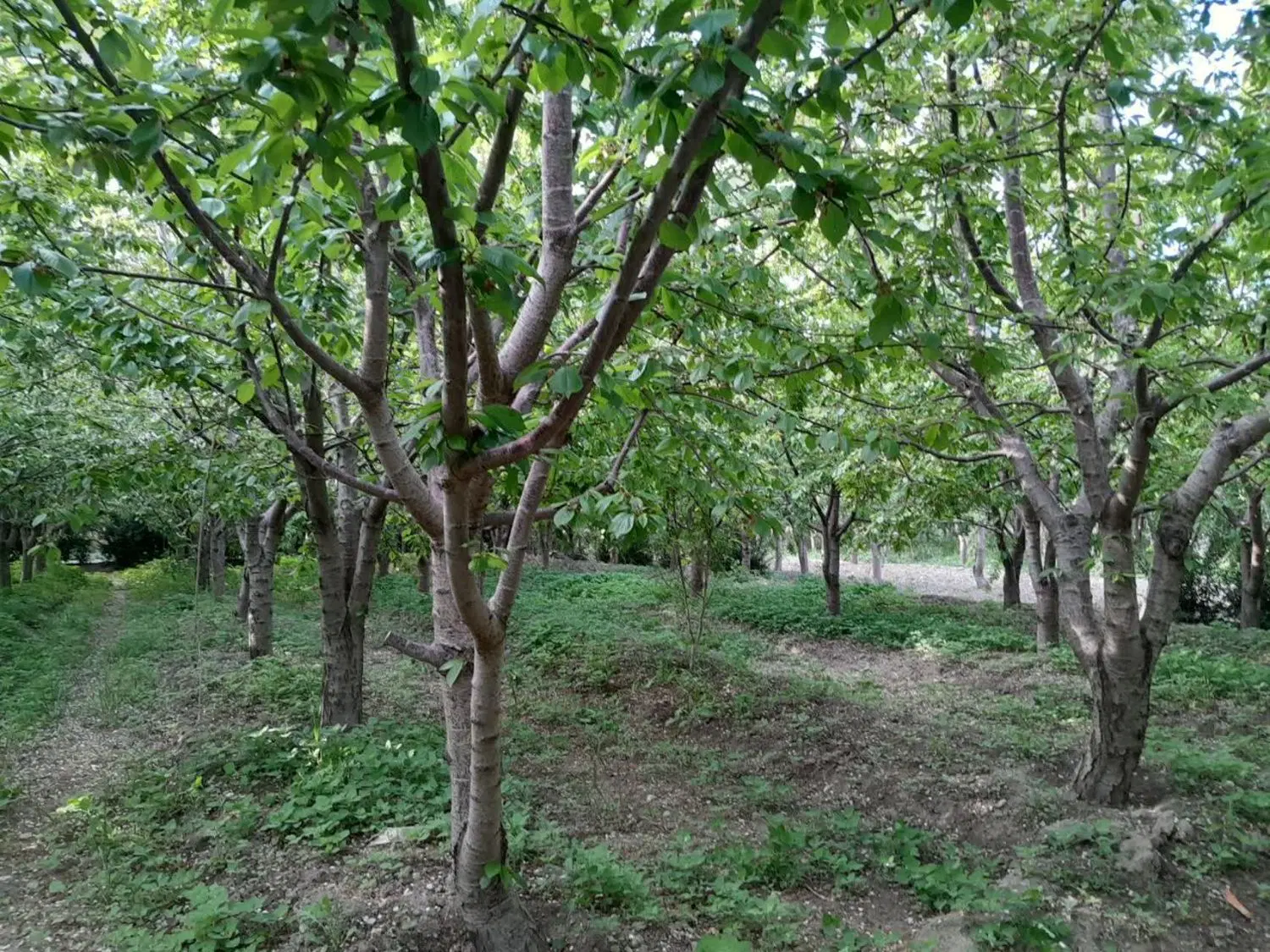 باغ‌گیلاس