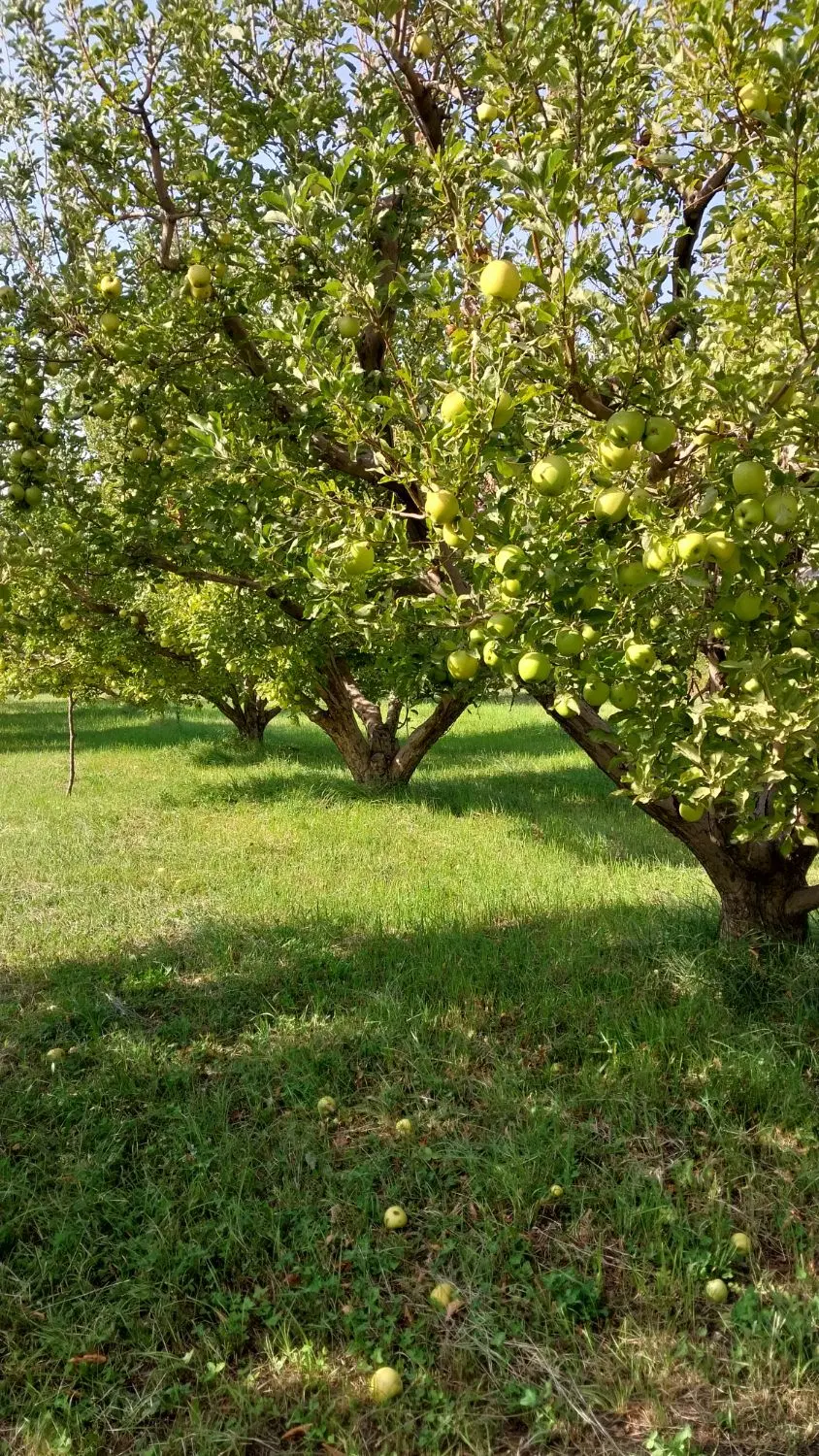 اجاره باغ سیب