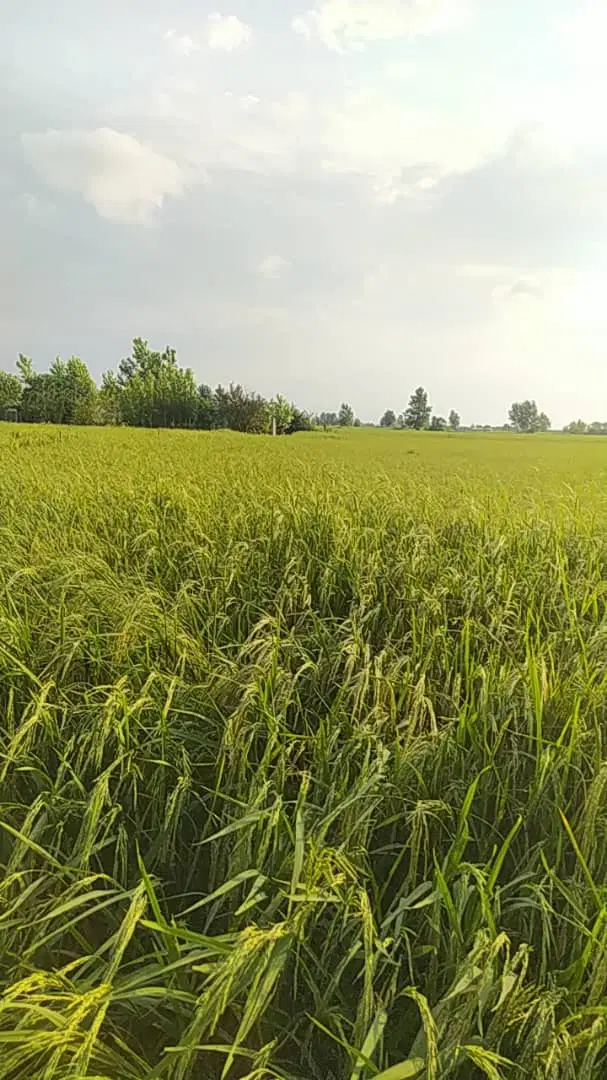 ۳۵۰۰ متر زمین کشاورزی