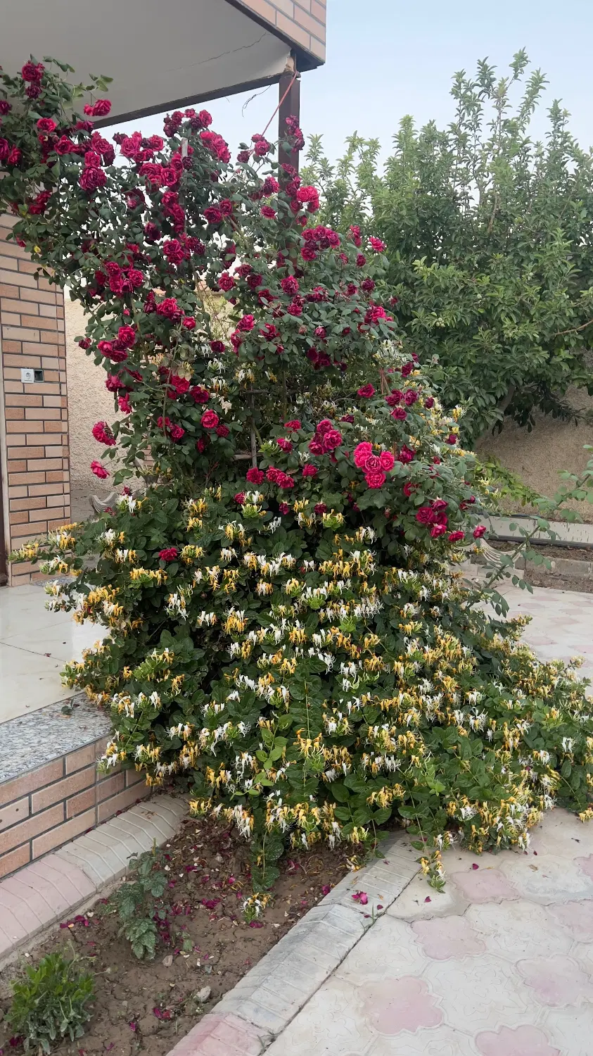 باغ شهرساحلی زیار