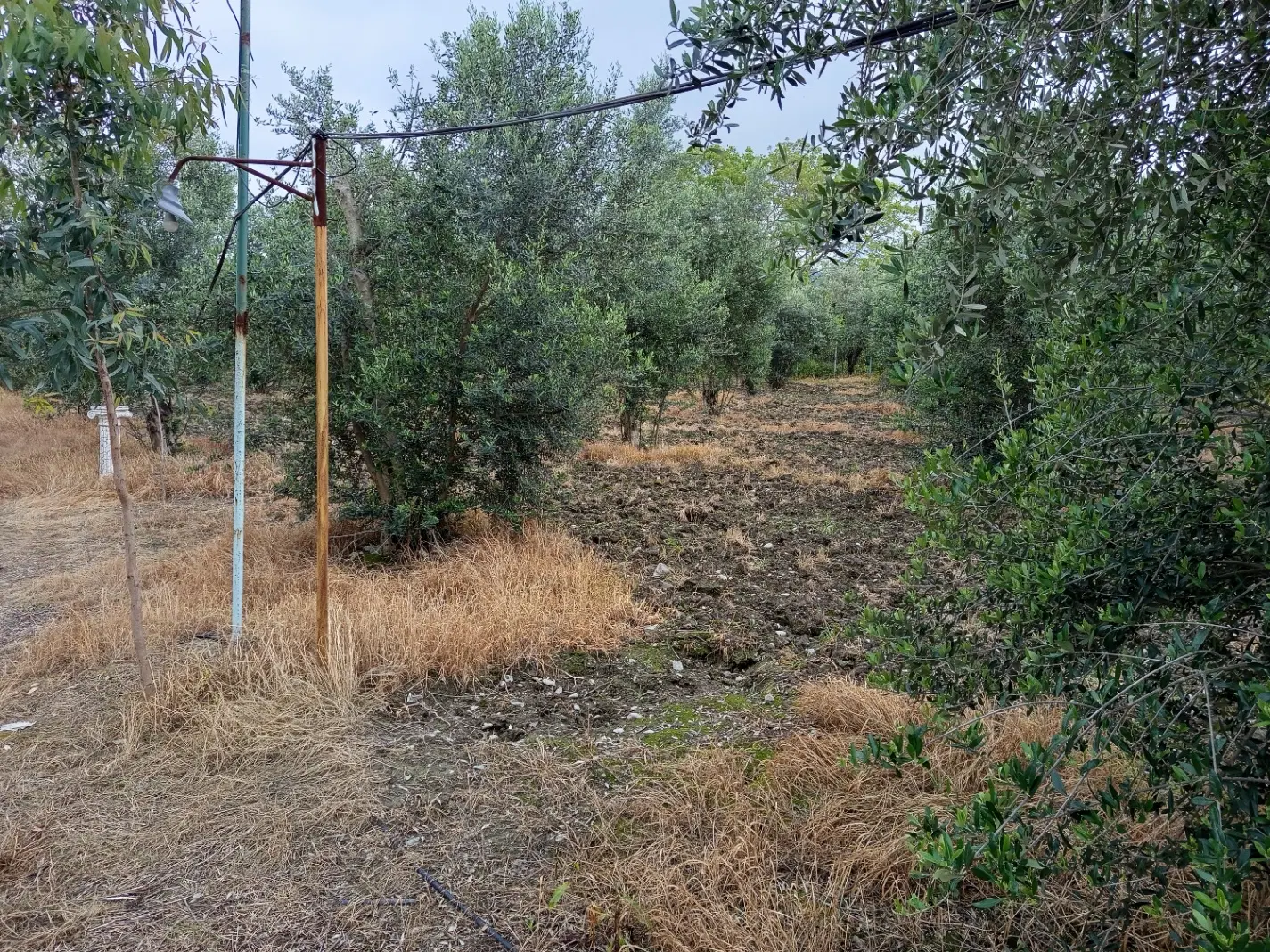 ۱۲۰۰۰ متر مجموعه مزرعه گردشگری در شهر نوکنده