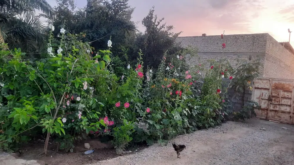 جسانیه کوچک