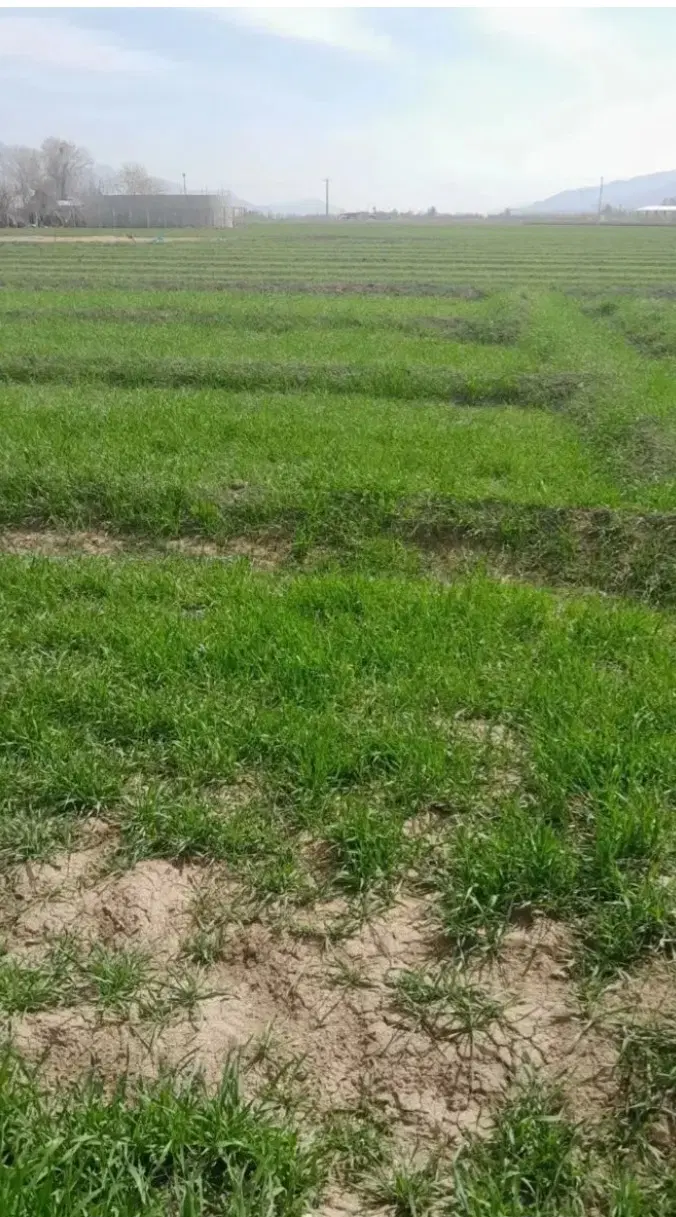 زمین برا سرمایه گذاری