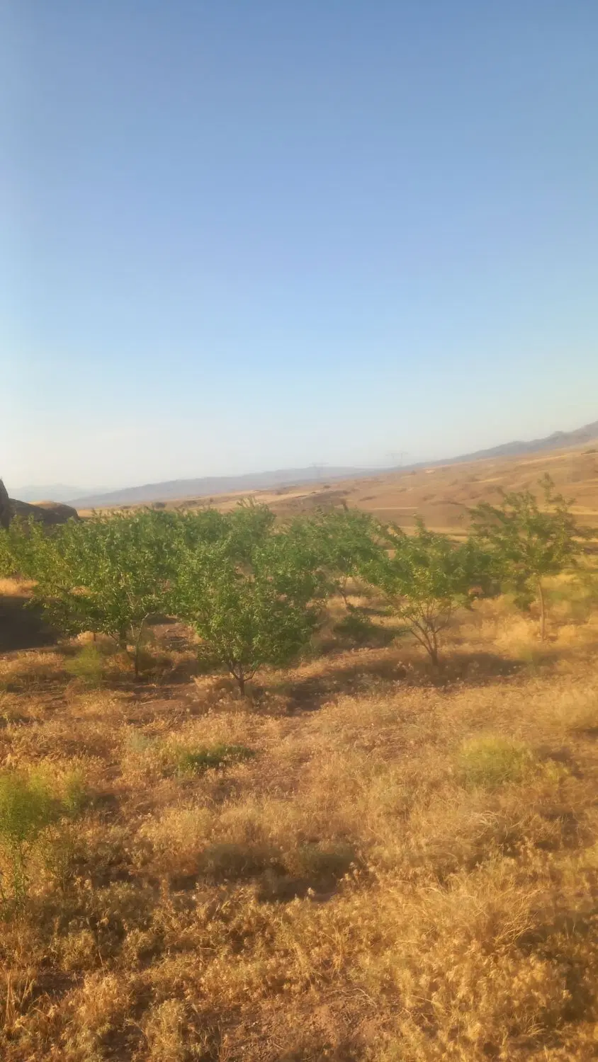 فروش باغ بزرگ در خوی