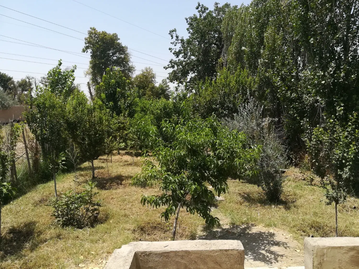 زمین300متری در فیروز بهرام