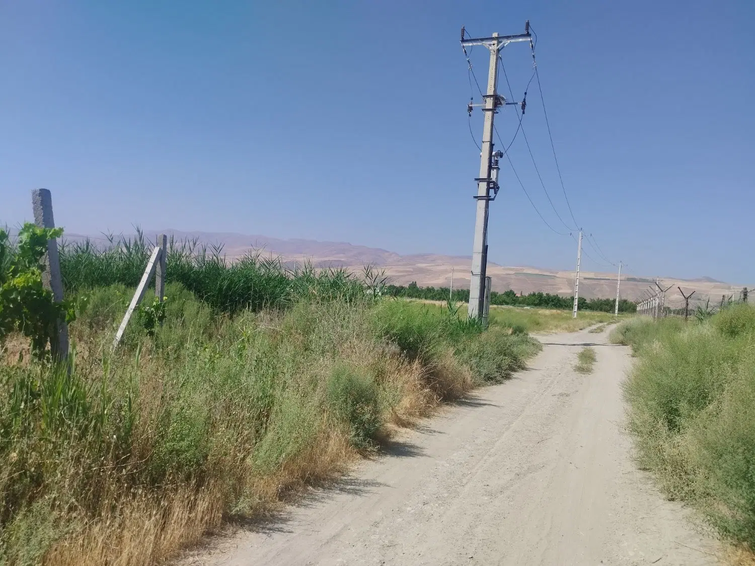 باغ انگور ایستاده