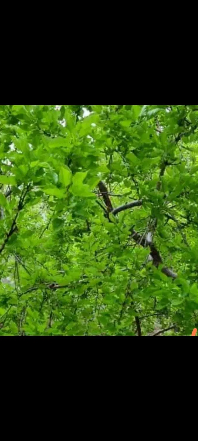 باغچه چهاردیواری 570متری