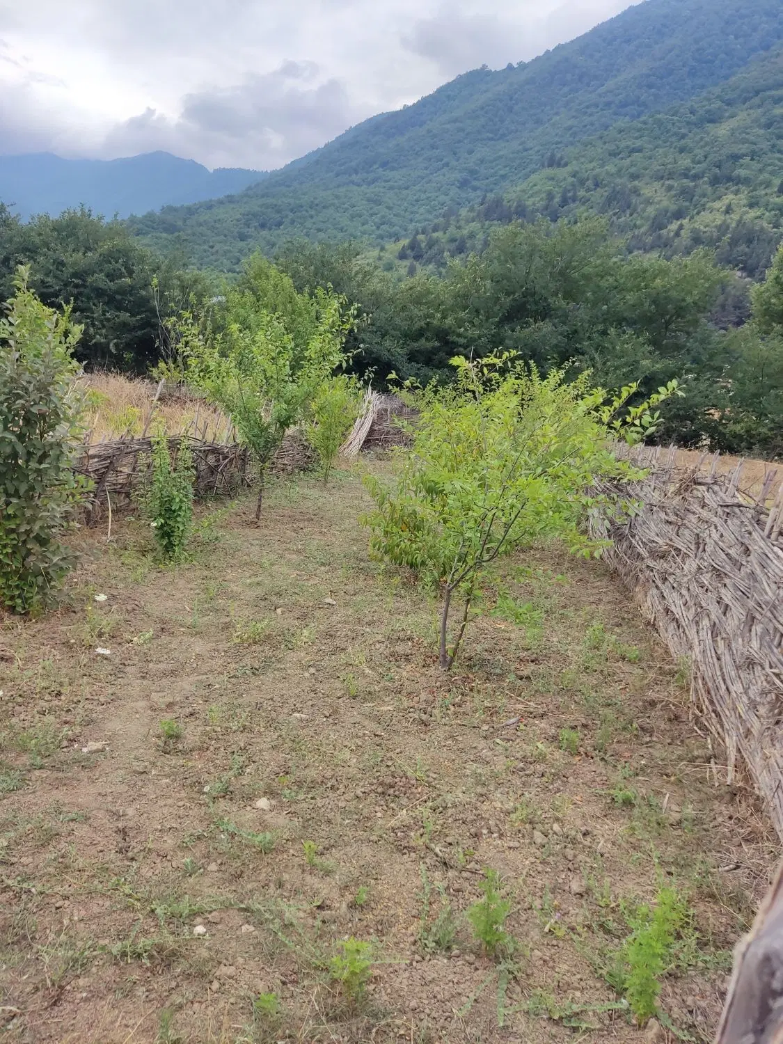 زمین باغی