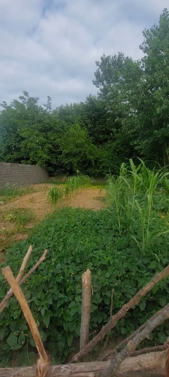 ۳۶۵ متر زمین مسکونی اطراف پارک ملی بوجاق