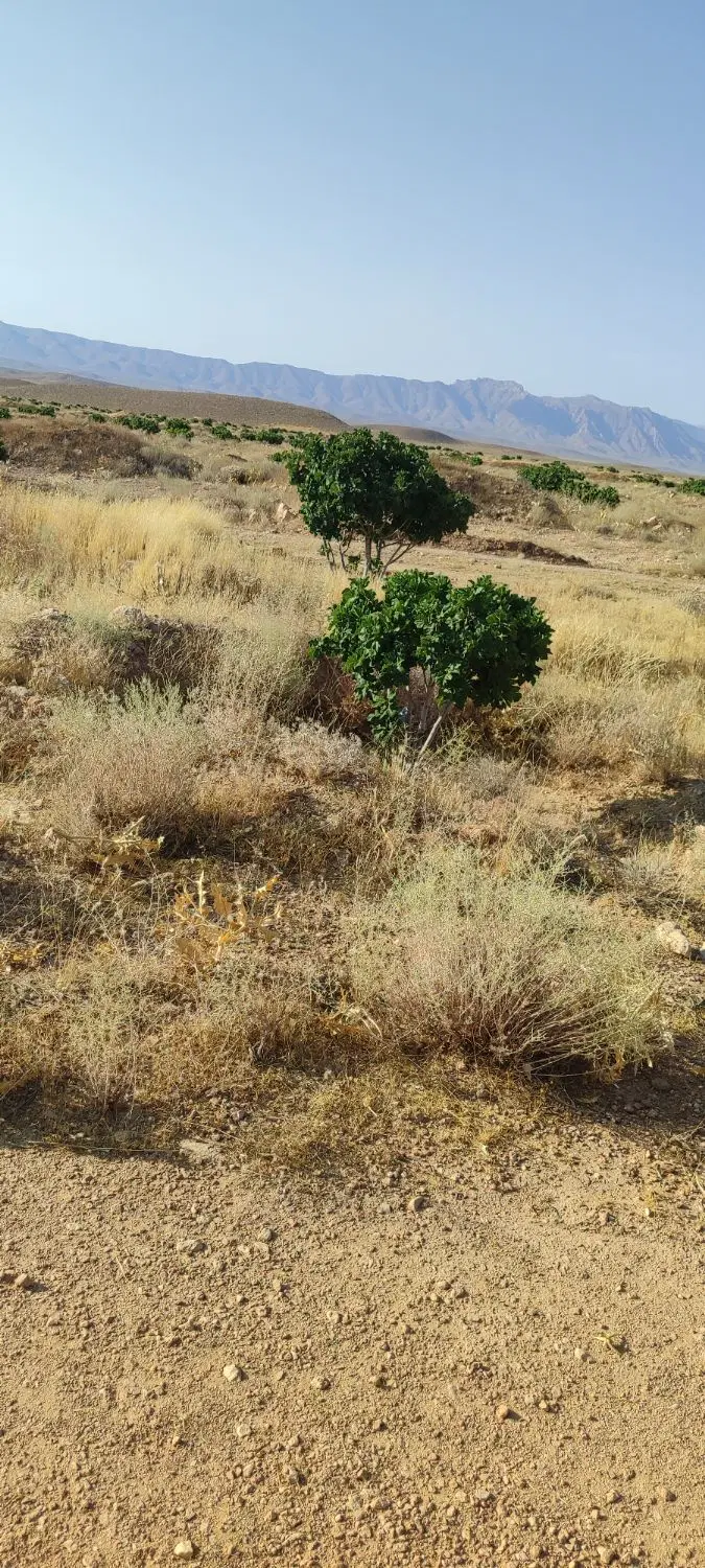 درخت انجیر ثمری 11ساله