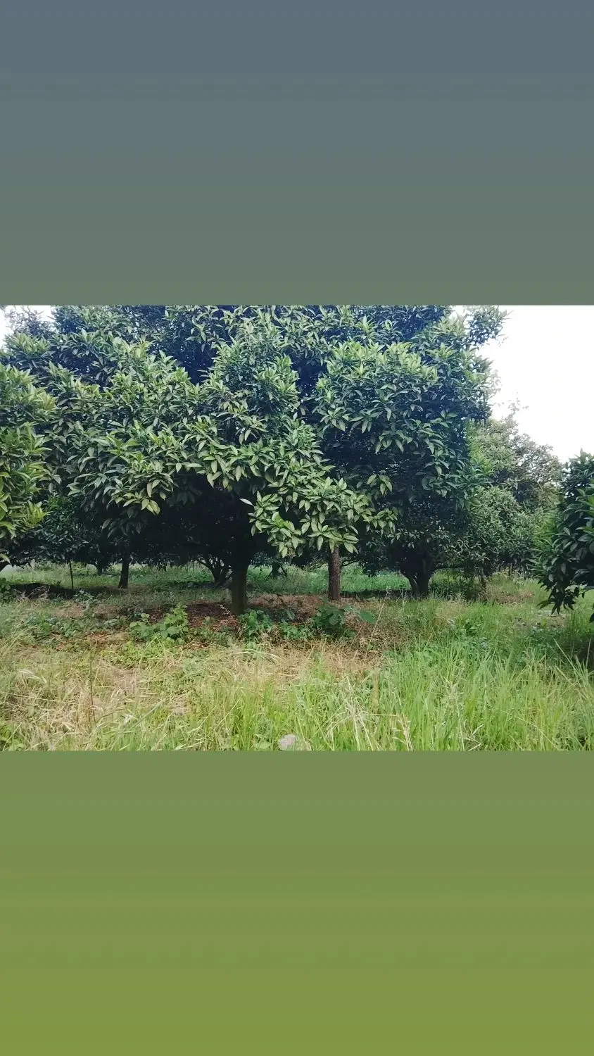 باغ مرکبات چند ساله