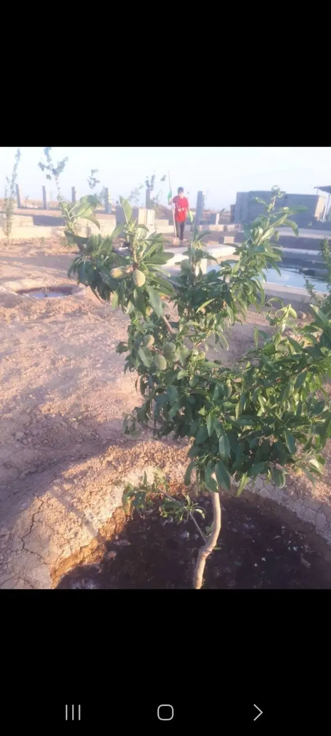 فروش زمین باغی