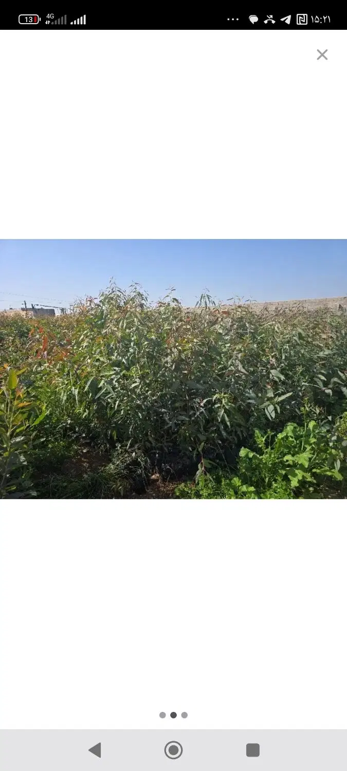 16هکتار اجاره برای کاشت اکالیپتوس