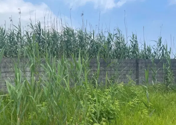 ۲۳۹ متر زمین مسکونی روستای برند