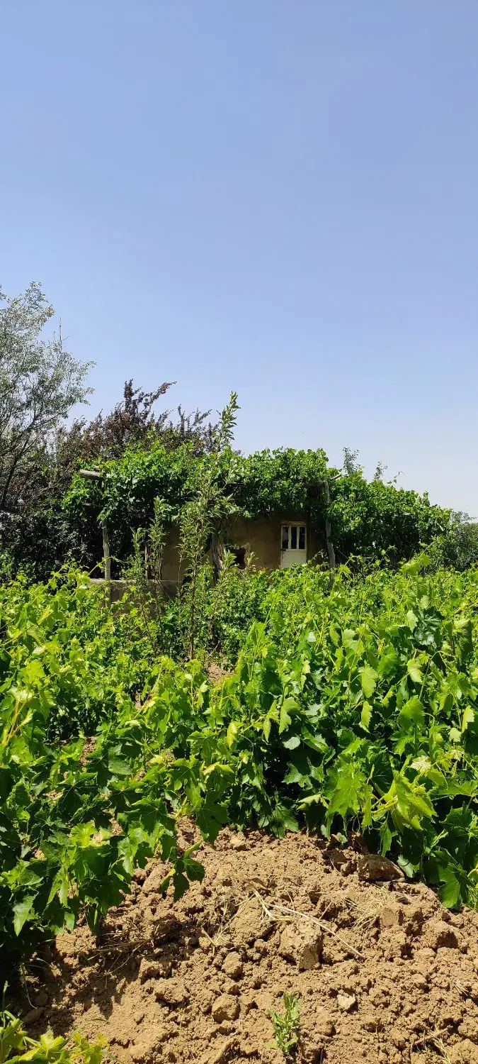باغ انگور ۶۰۰ متری بهار