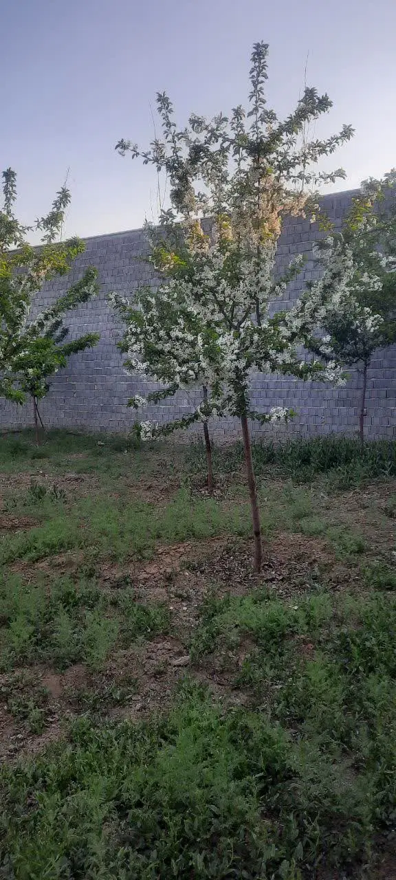 دو قطعه زمین ۶۰۰ متری