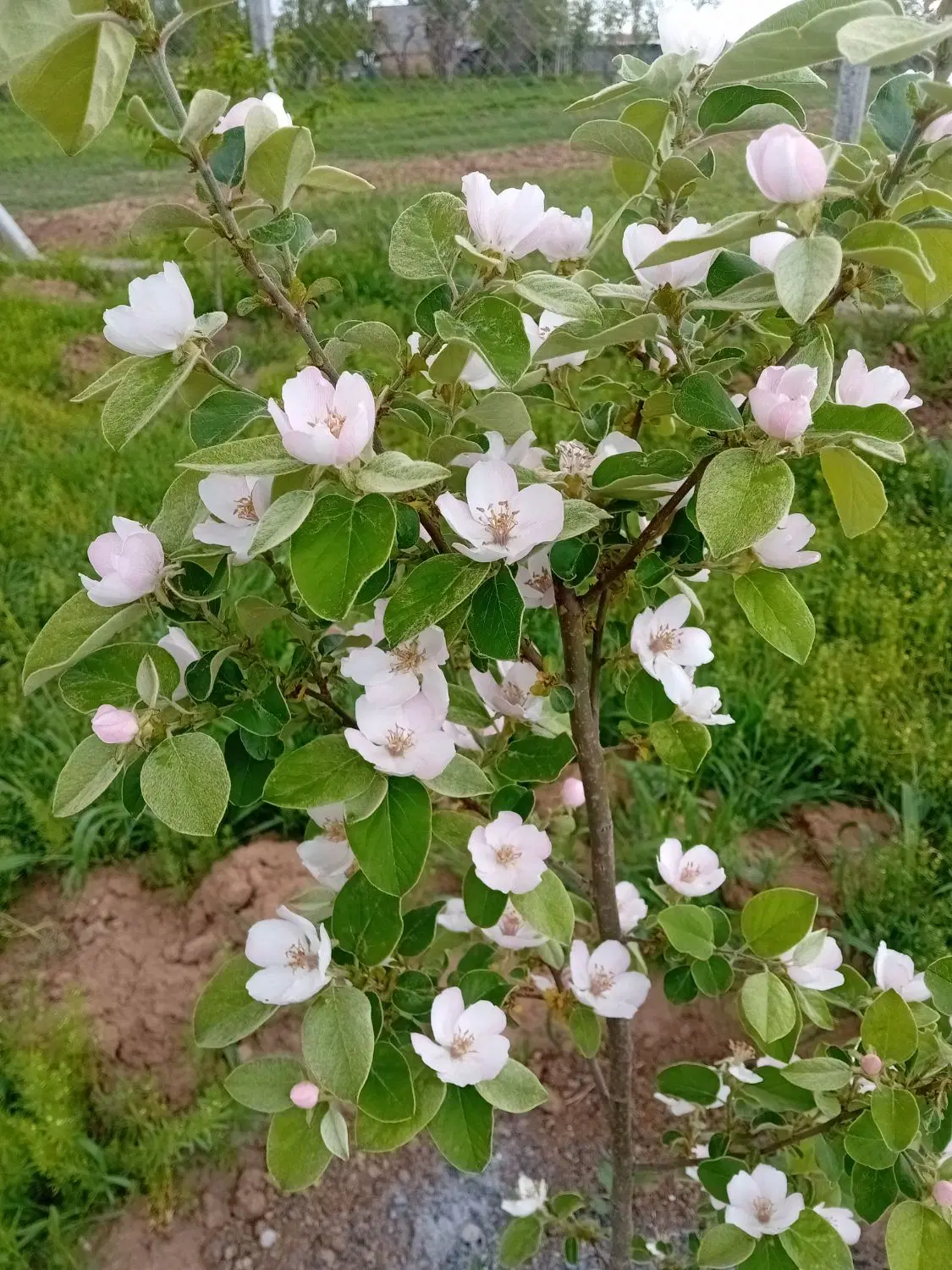 باغ ویلا