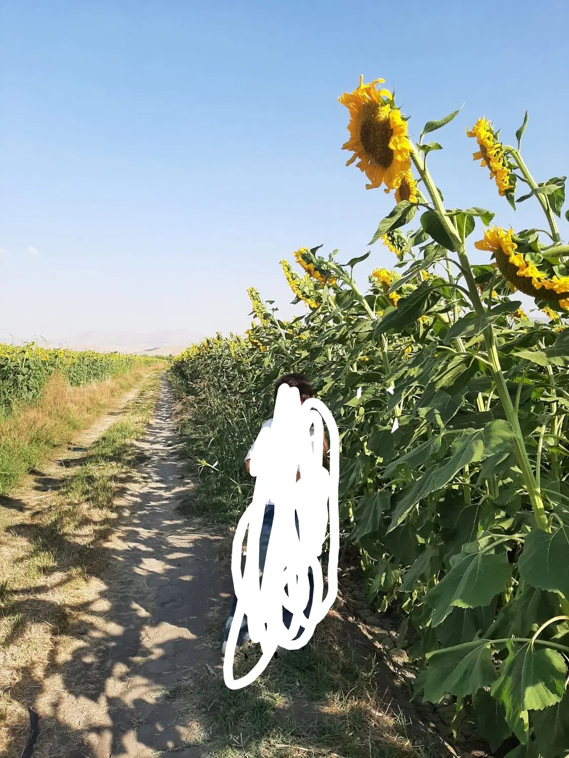 اجاره زمین کشاورزی