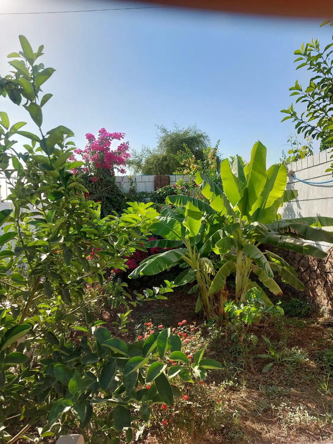 زمین 600  متری دزفول