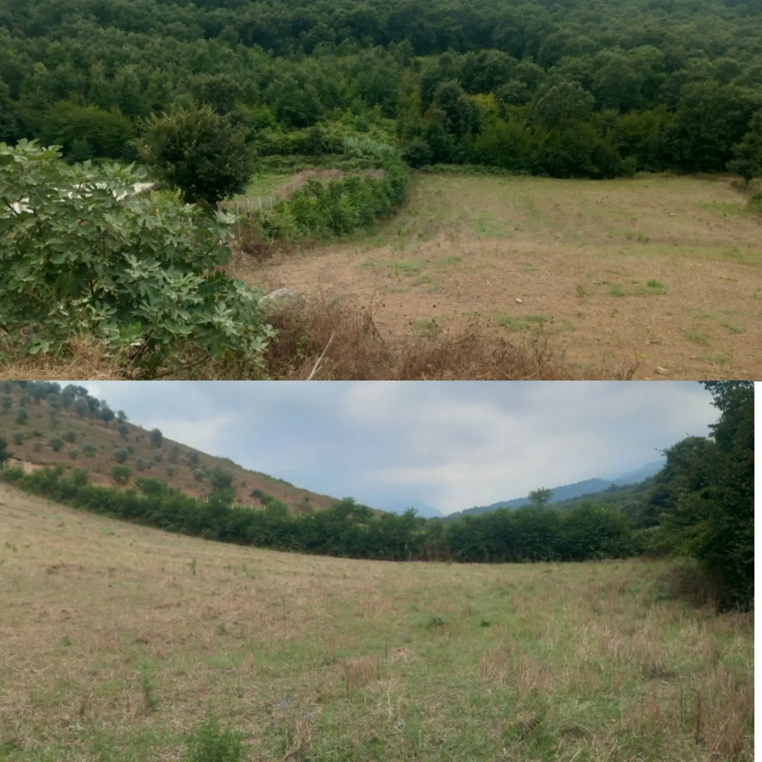زمین باغی توسکستان