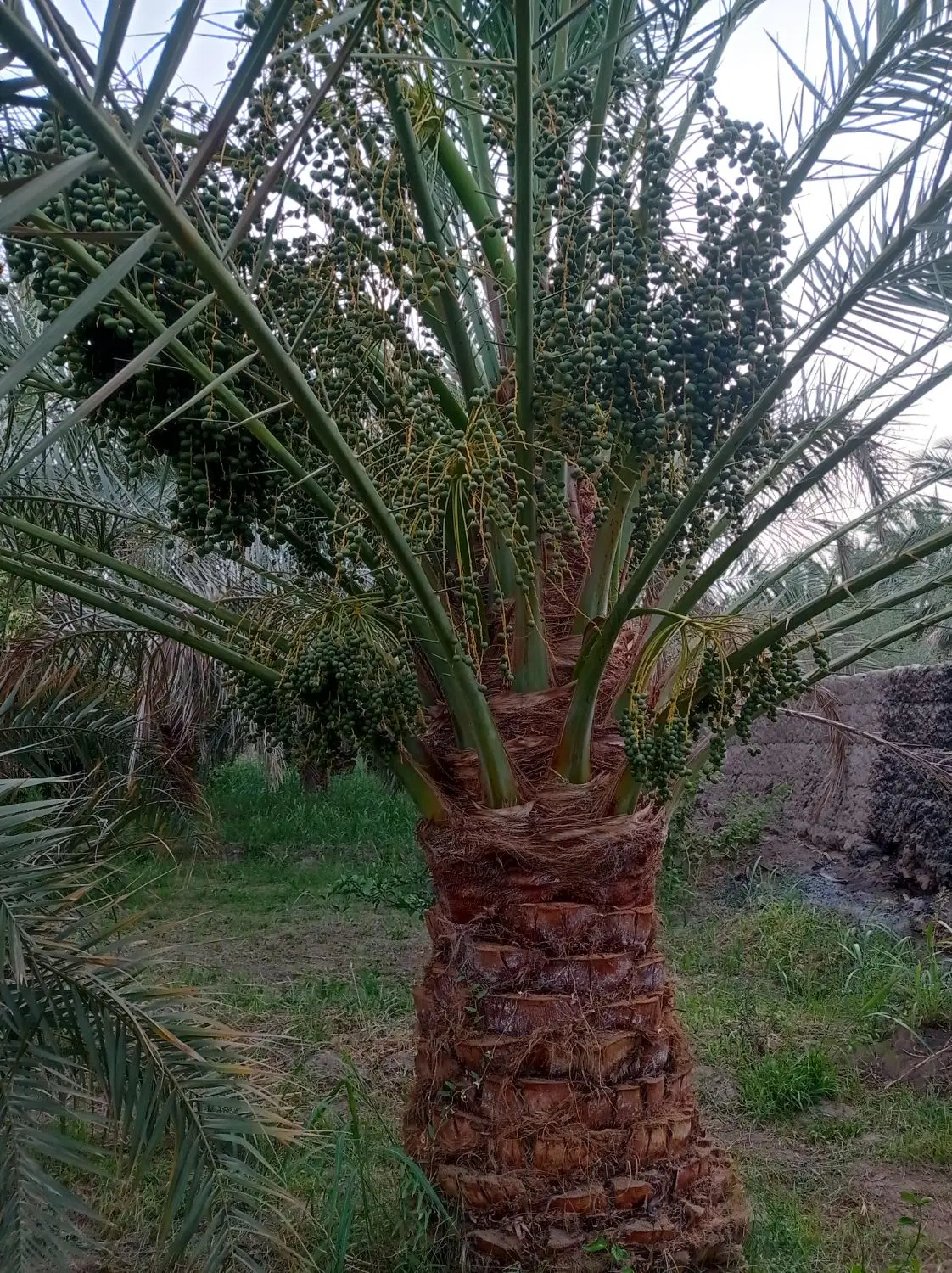 زمین تجاری مسکونی